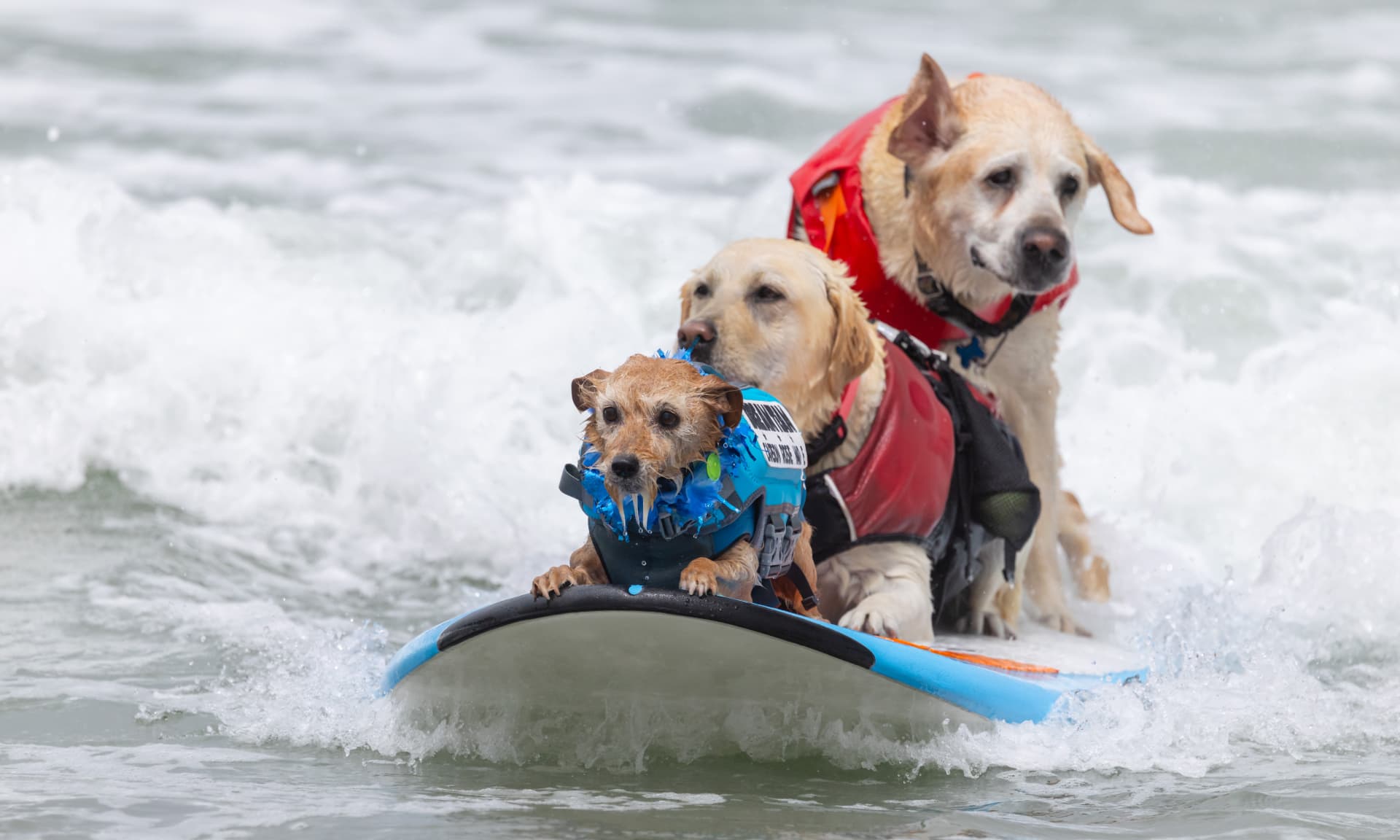 Carson Surf Dog, Rosie, and Charlie Surfs Up in action during World Dog Surfing Championships